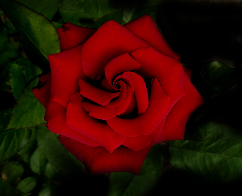 Роза красная. - Nata 