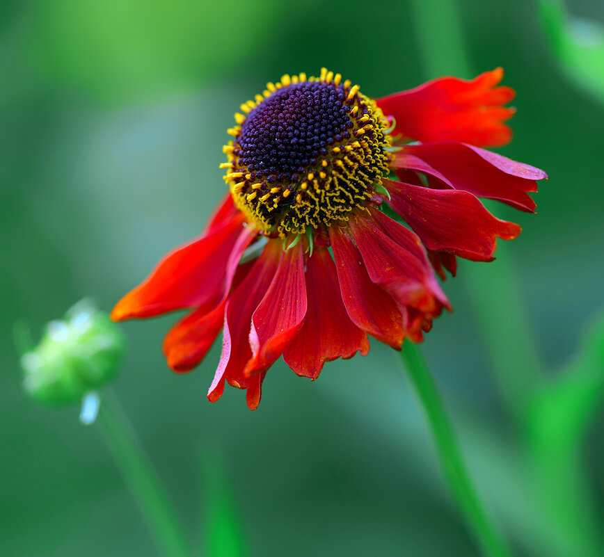 helenium - Zinovi Seniak