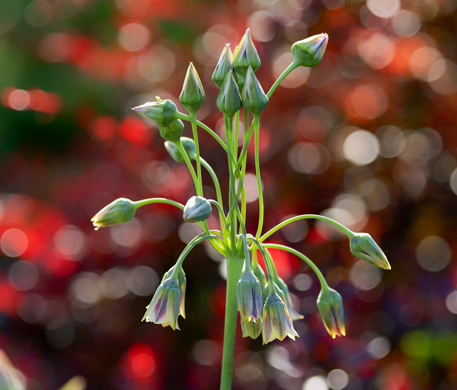 allium siculum - Zinovi Seniak