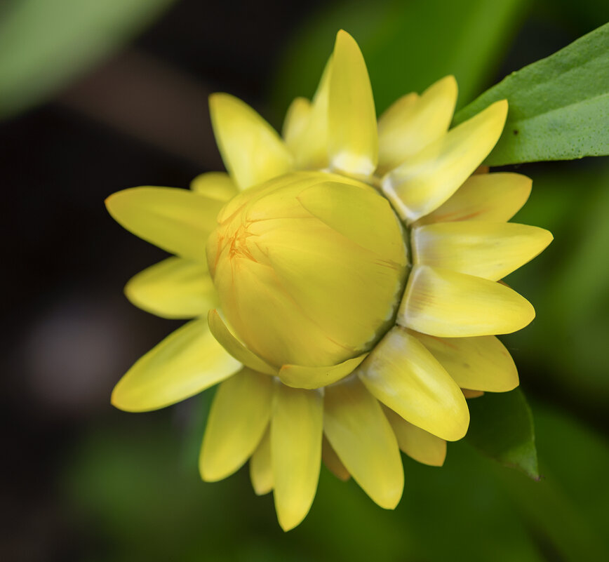 helichrysum - Zinovi Seniak