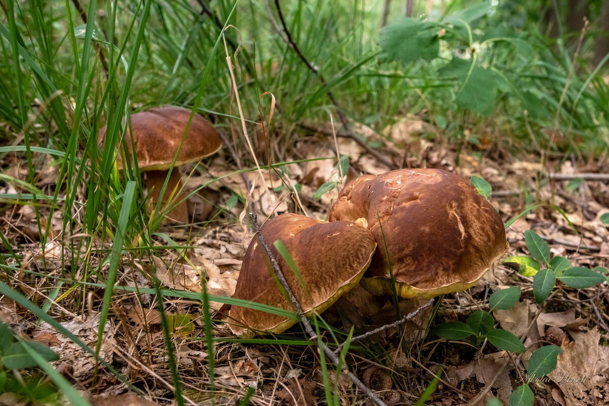 фото грибов польские