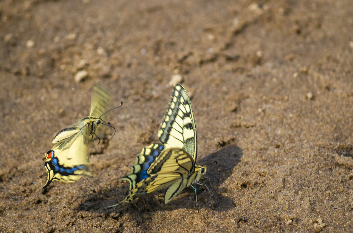 Бабочки играют на песке - Сергей Цветков