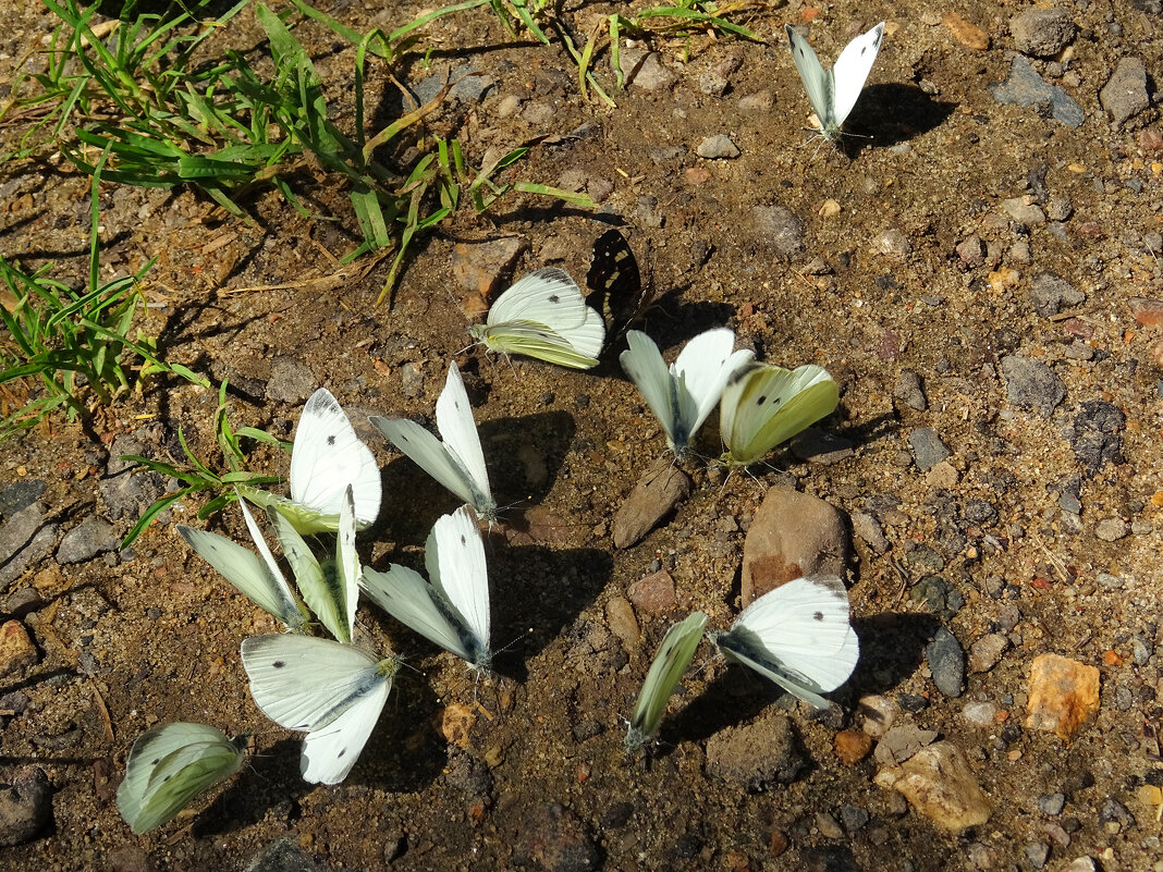 Бабочки Капустницы (Pieris brassicae) - Денис Бочкарёв