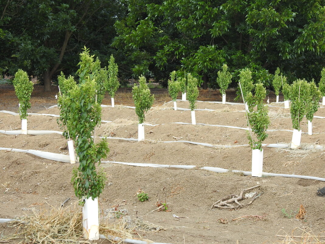 На месте  старых деревьев этой весной высажены новые саженцы - Гала 