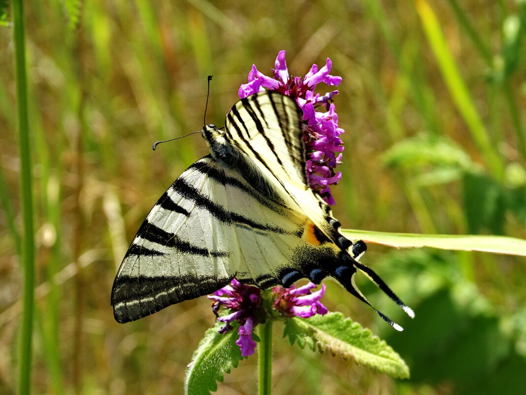 Подали́рий — бабочка семейства парусников (Papilionidae) - ivan 