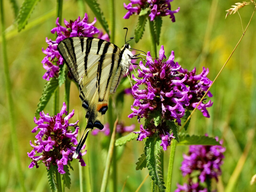 Подали́рий — бабочка семейства парусников (Papilionidae) - ivan 