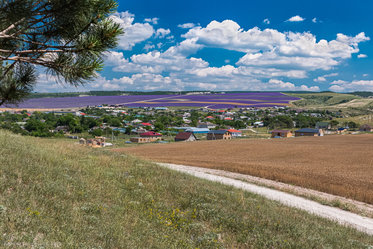Вид на лавандовое поле в Тургеневке - olaf_rogers Нефотографов
