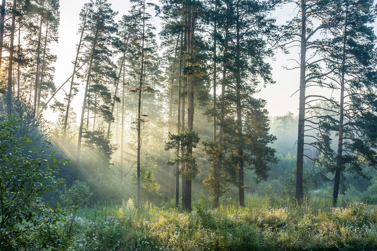 Утро в лесу. - Алексей Трухин