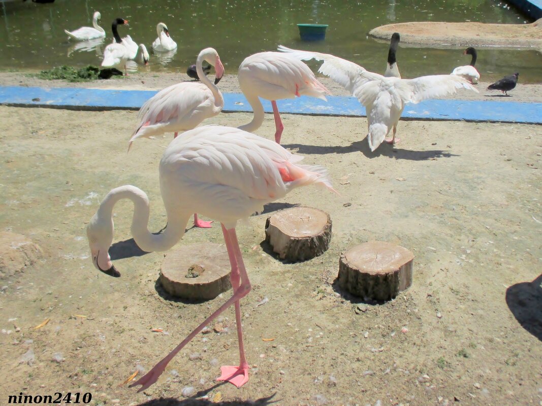 Лебеди и фламинго - Нина Бутко