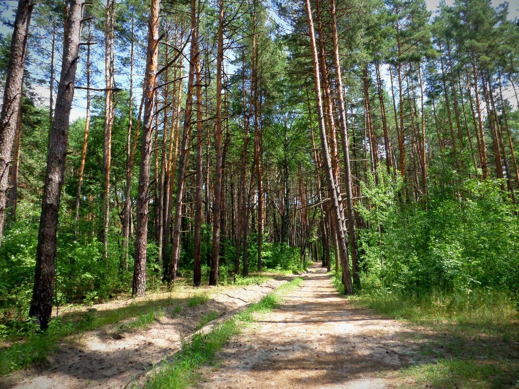 Лесными тропами - MarinaKiseleva 