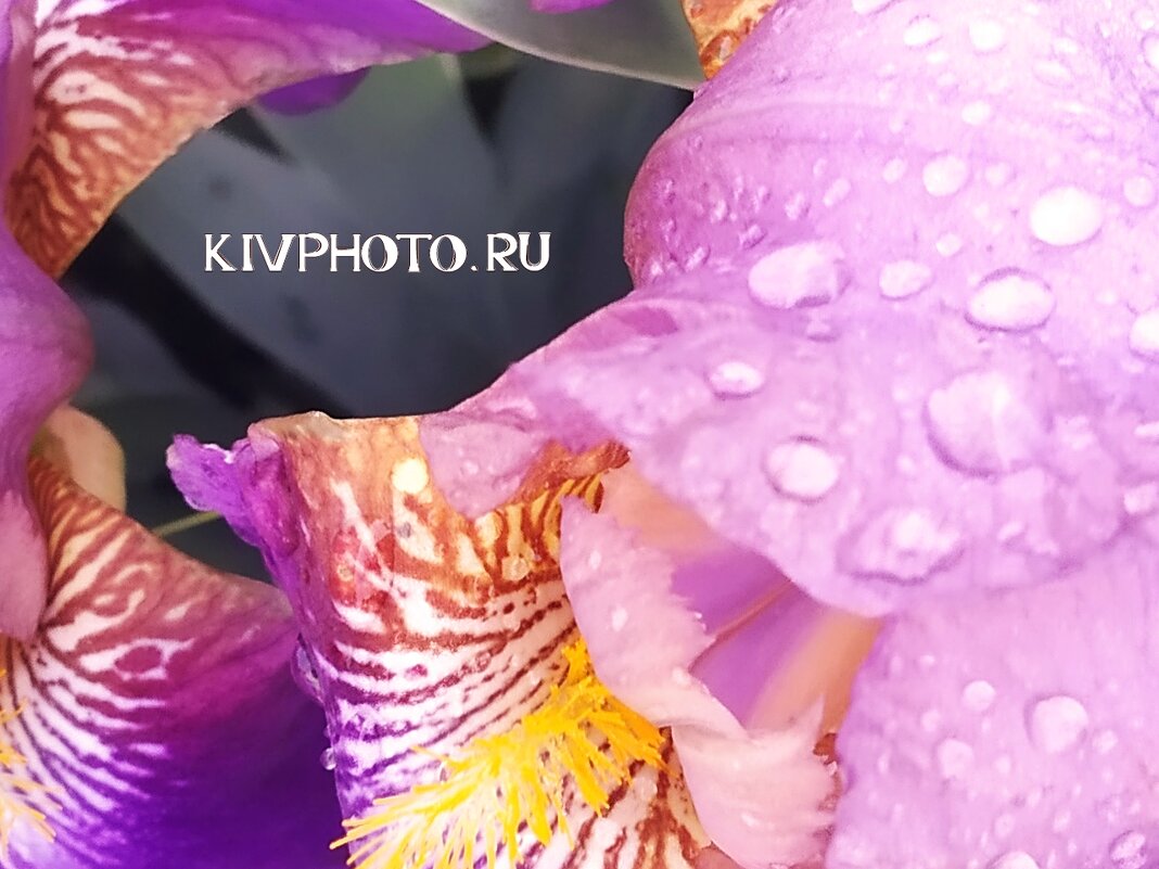 Цветы - KIV PHOTO.RU 