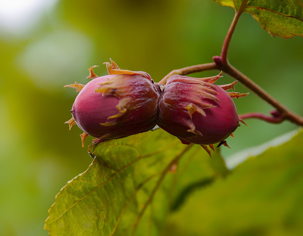 hazelnuts - Zinovi Seniak