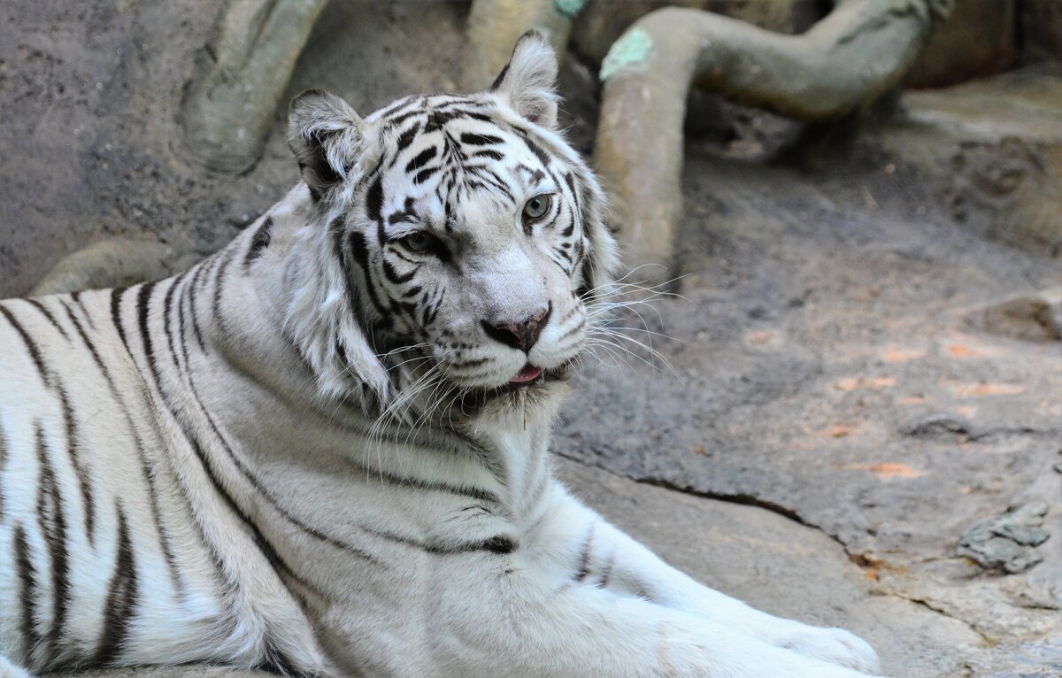Белый тигр - Константин Анисимов