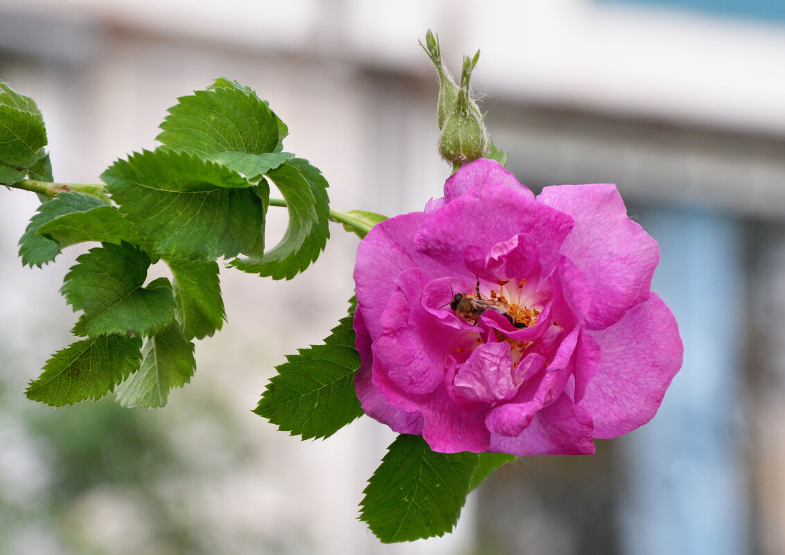 Розовые цветы шиповника - Татьяна 