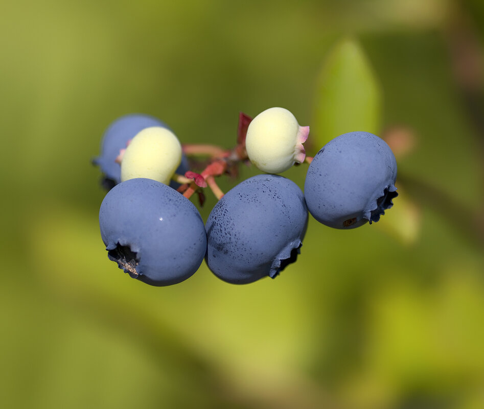 blueberry - Zinovi Seniak