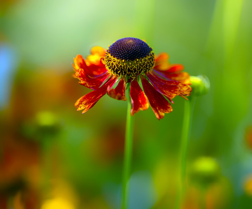 helenium - Zinovi Seniak