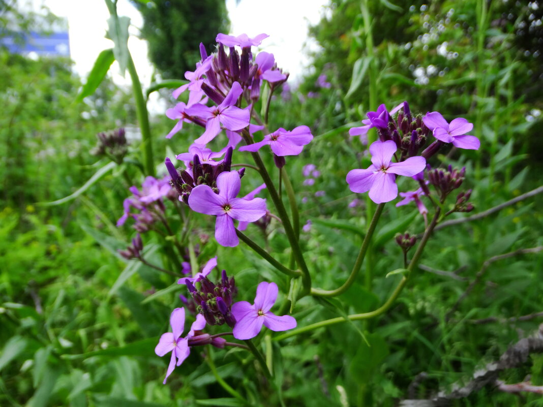 Вечерница матроны (Hesperis matronalis) - ivan 