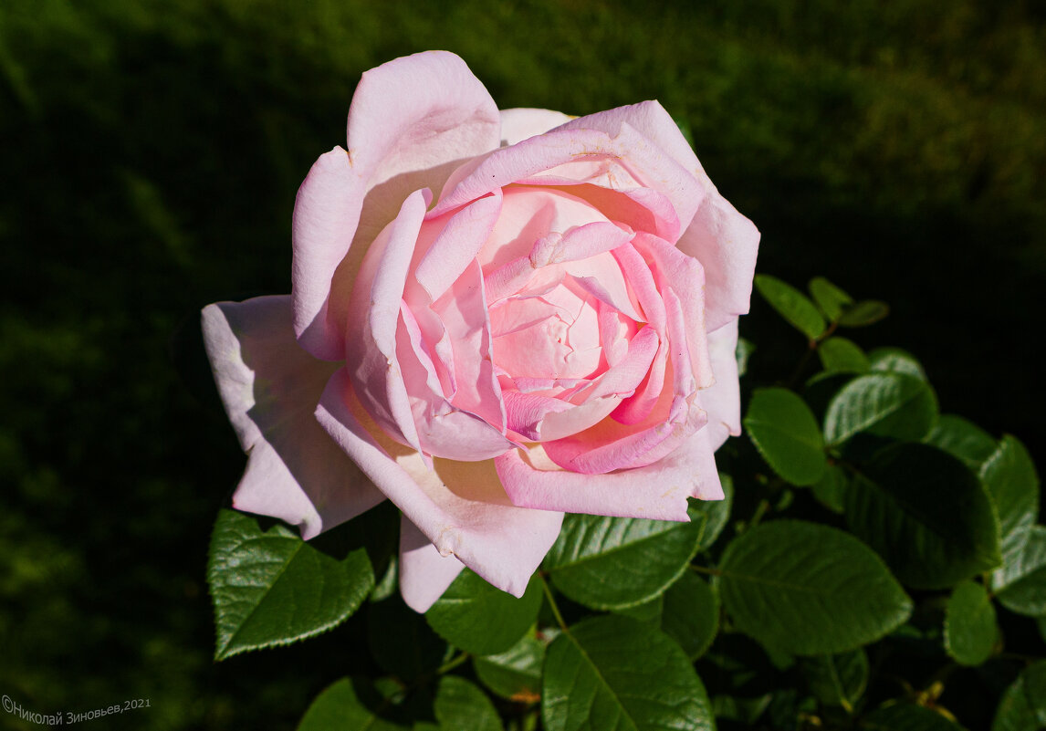 Расцвела уменя роза изумительной красоты и аромата "Amazing Grace"(Изумительная благодать) - Николай Зиновьев