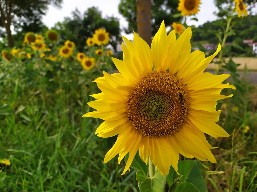 солнечный цветок - vladimir 