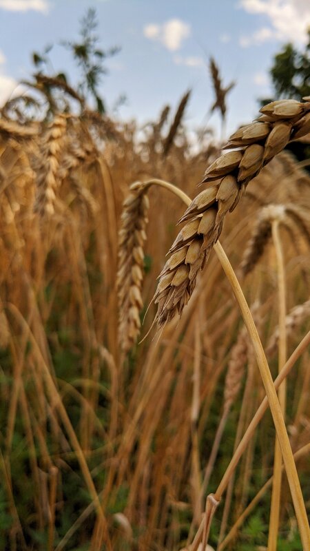 Поле пшеницы - Никита 