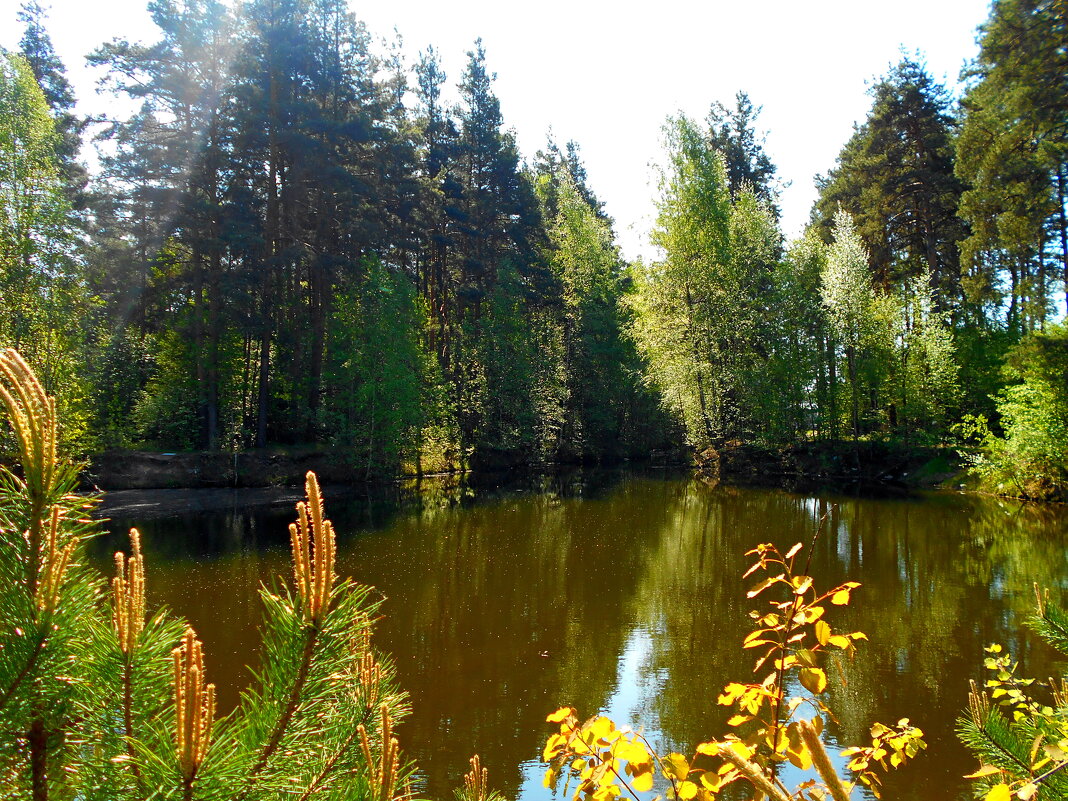 Лесное озеро - Игорь Чуев