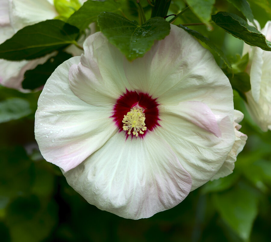 hibiscus - Zinovi Seniak