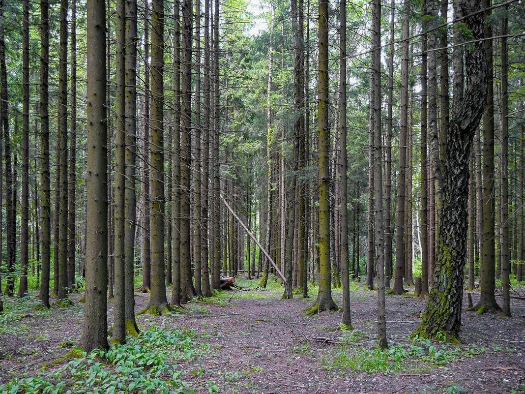 trees - Zinovi Seniak