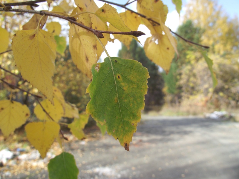 Осенний березовый лист - Екатерина 