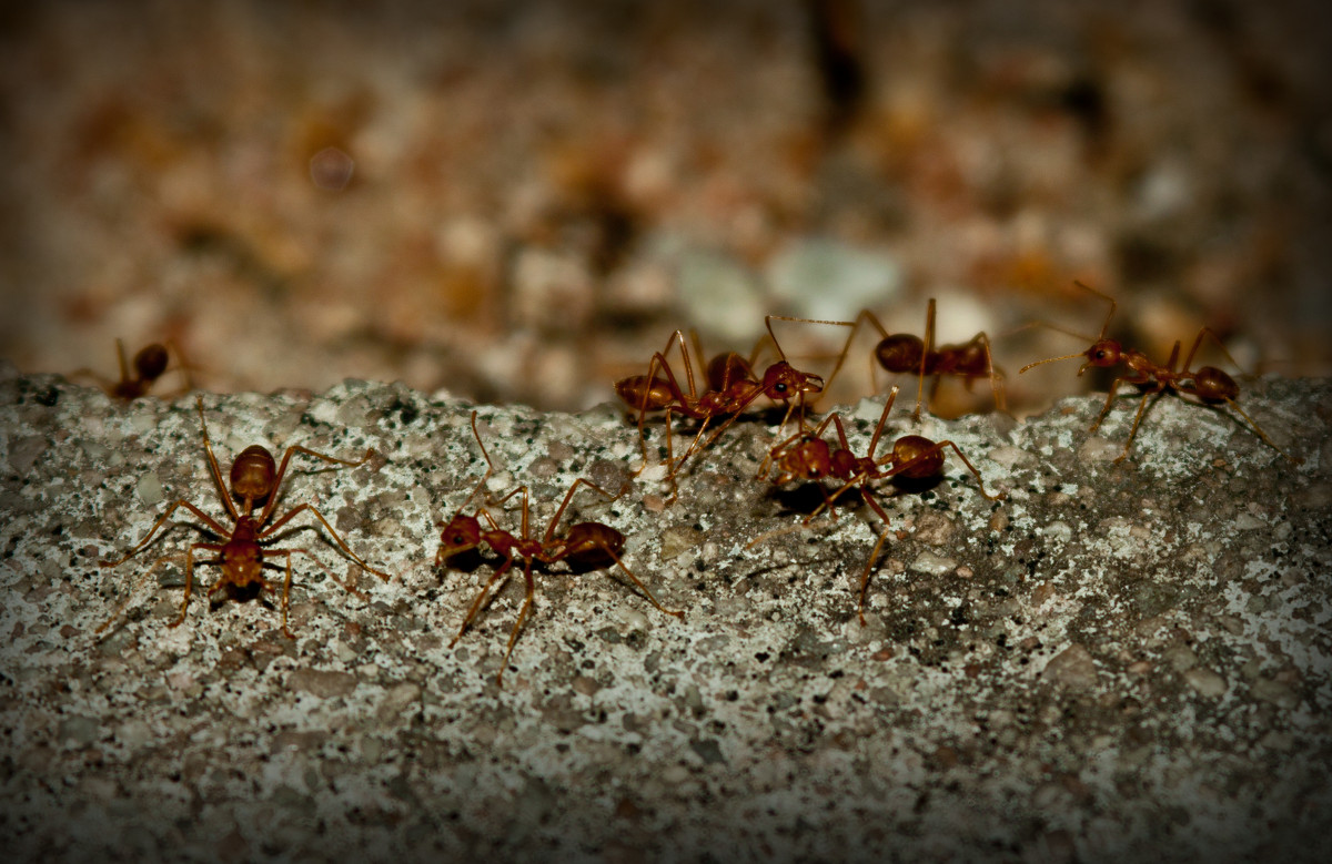 муравьишки - Katrin Anchutina