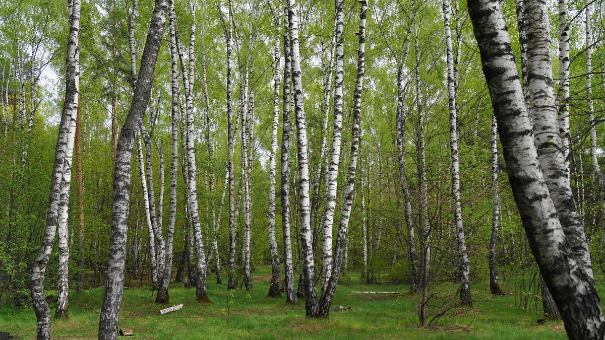 березки в Кузьминском лесу - Рустам 