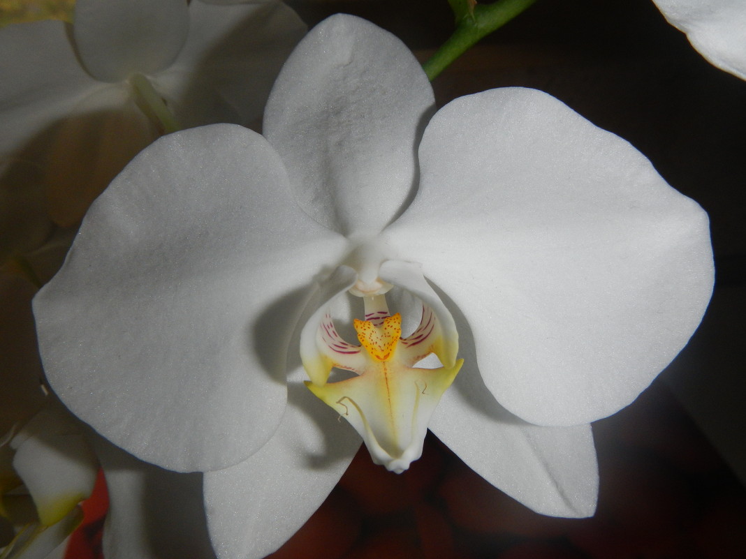 орхидея - Елена 