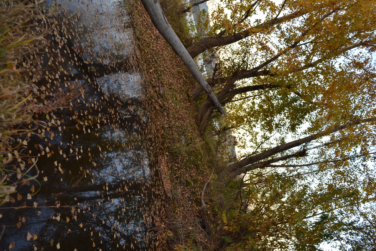 Осенний пейзаж - Александр фотограф