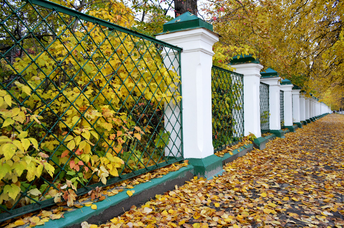 Томск - Михаил Петрик