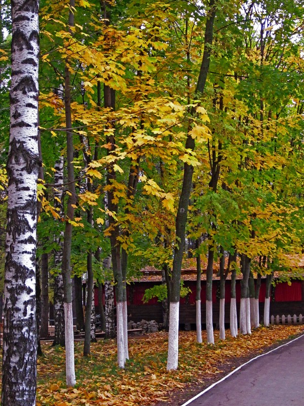 Осень в парке - Павел Зюзин