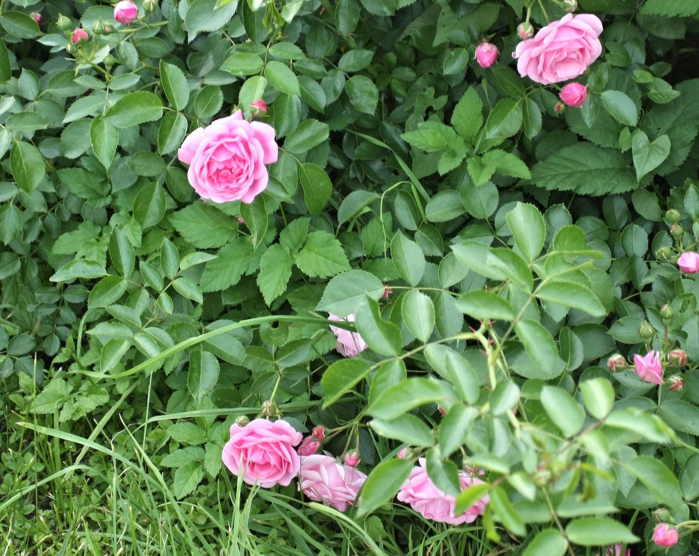 Розы в Ботаническом саду. 3 - Nonna 