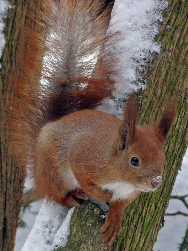 Winter Squirrel - Roman Ilnytskyi