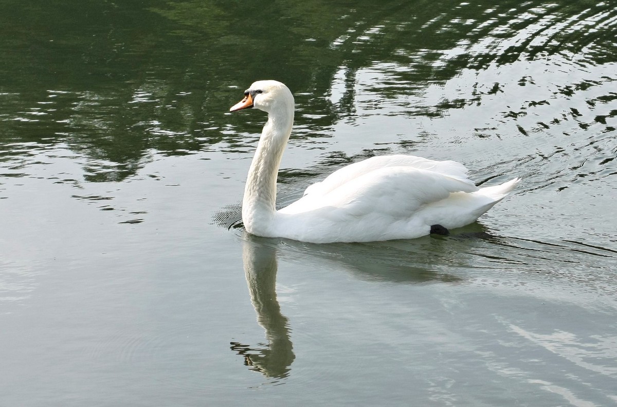 Белый лебедь на пруду... - Nonna 