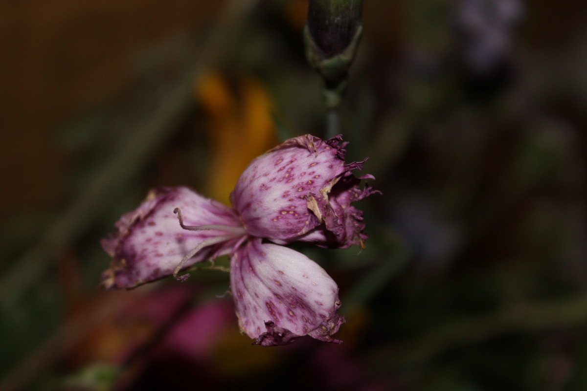 цветочек - Tanechka Shavyrina
