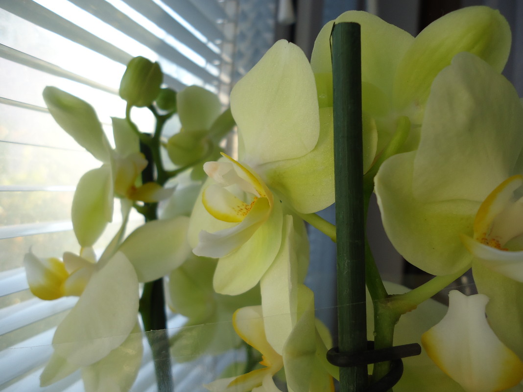 Нежные орхидеи - Christina Batovskaya