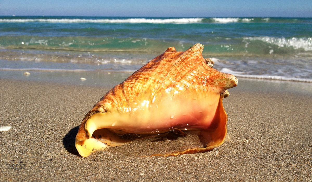 Seashell - Irini Pasi