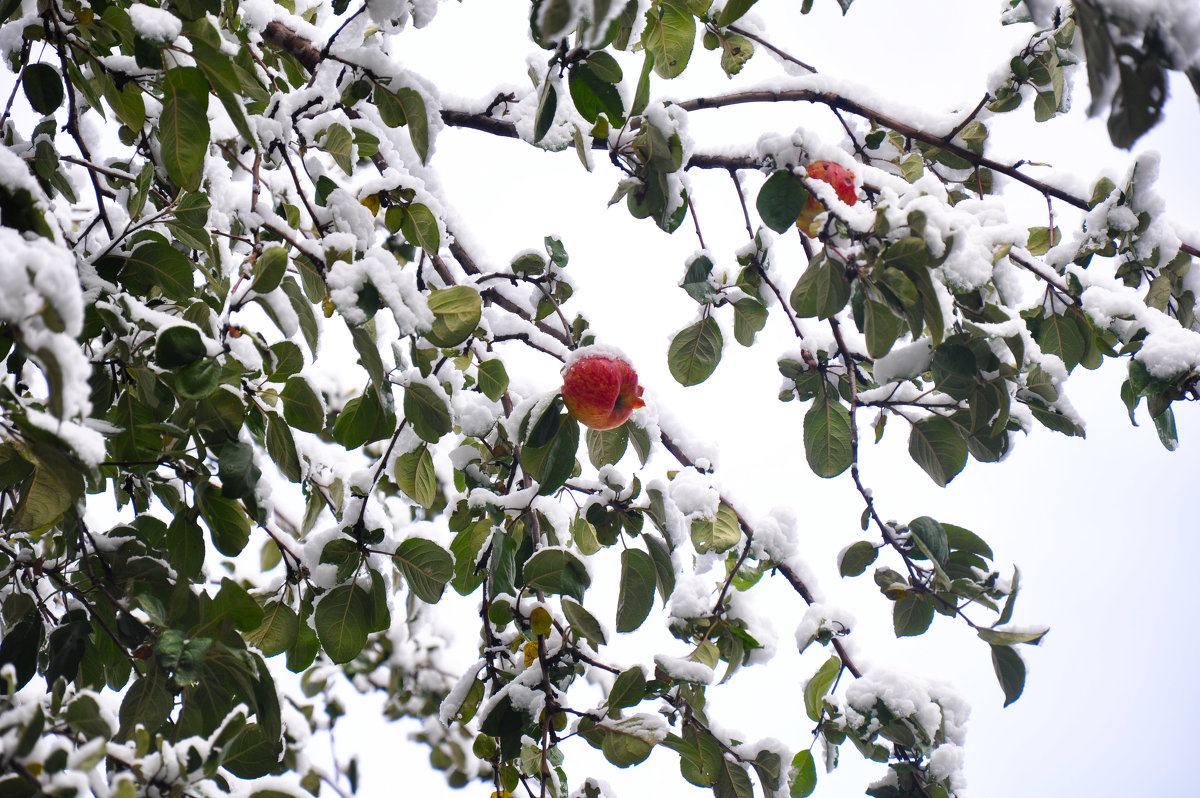 Яблоки в снегу - Светлана 