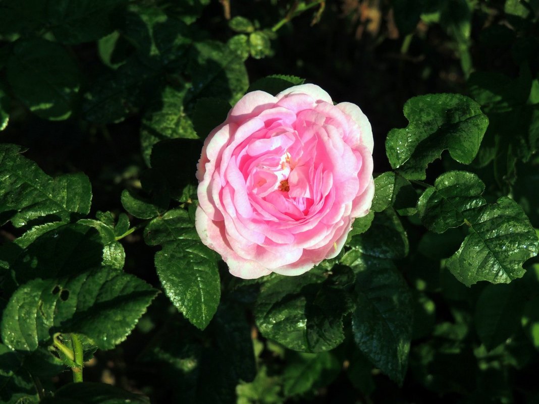 Розовая роза - Екатерина 