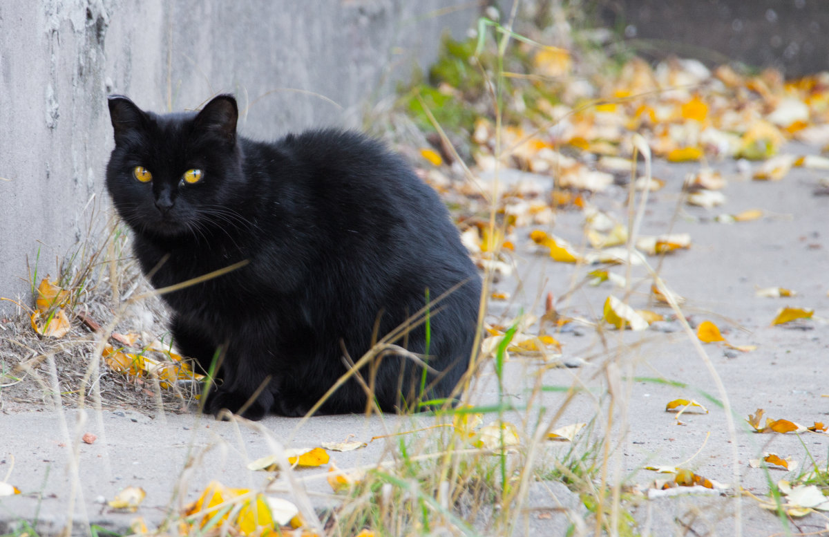 Жил да был чёрный кот за углом - Ольга Sad