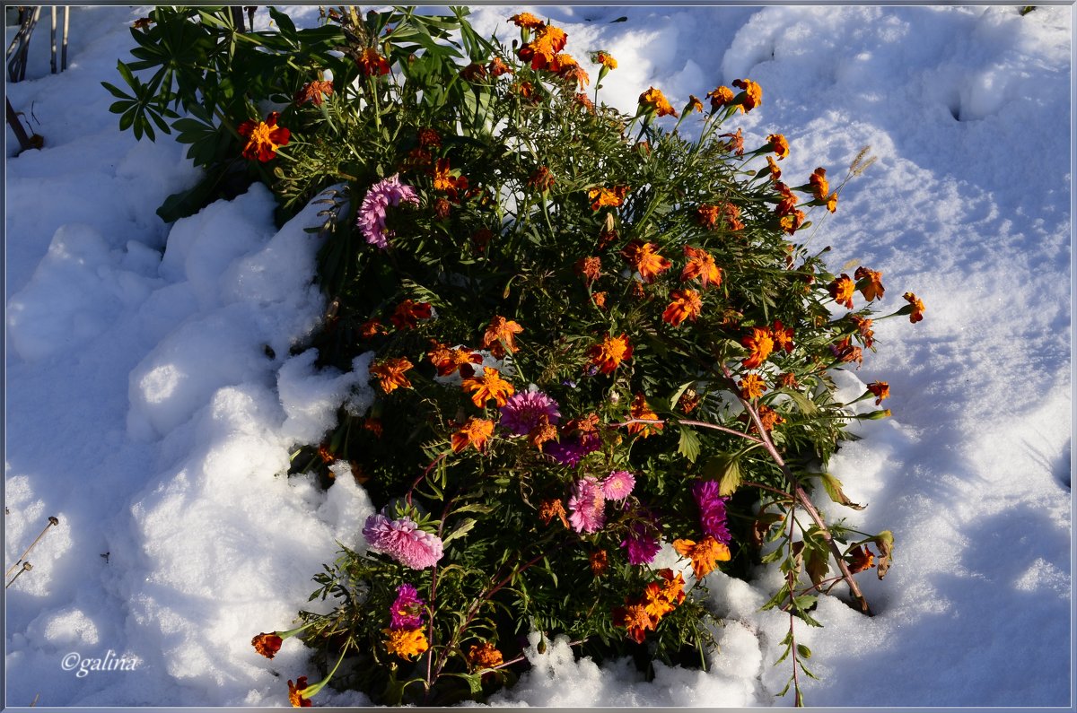 Замерзают в саду  цветы - galina tihonova