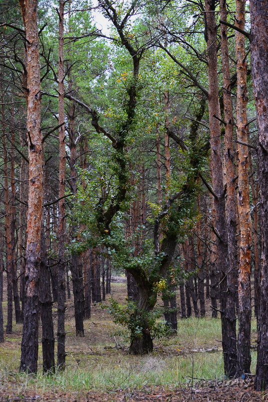 В лесу. - Александр Лонский