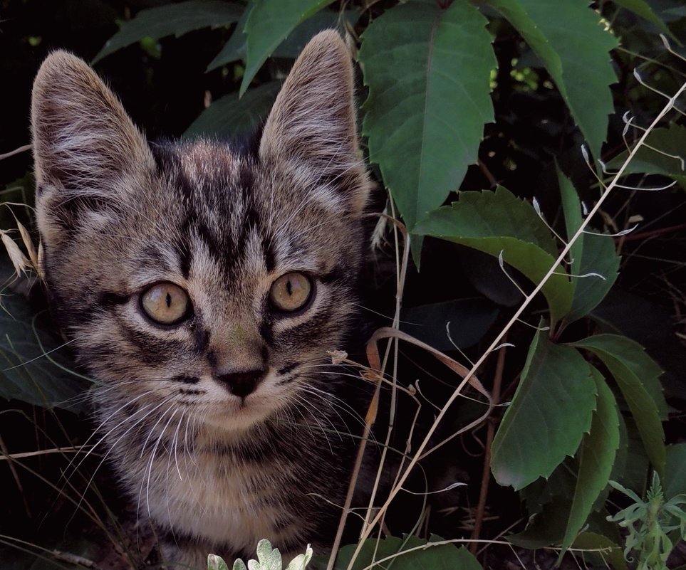 котенок - Евгения Зенченкова