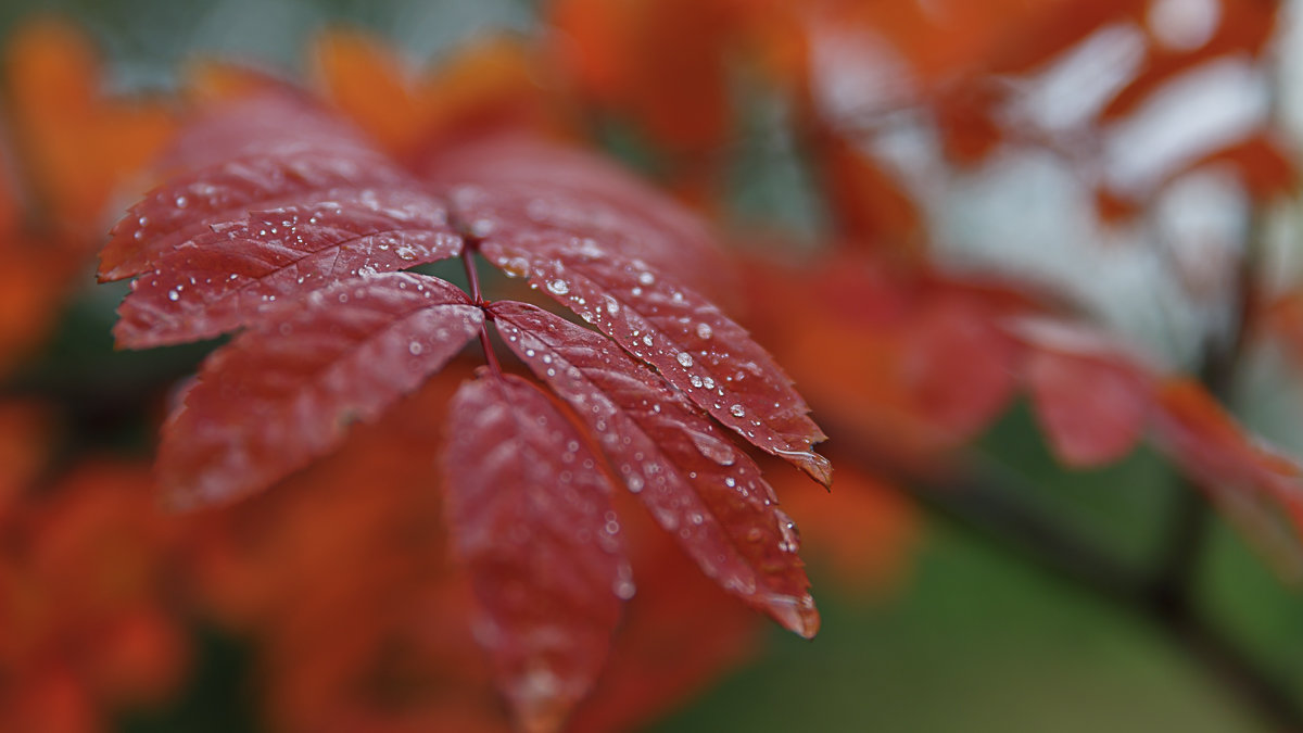 leaves of mountain ash red - Дмитрий Карышев