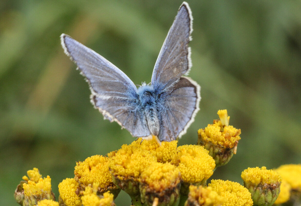 Бабочка Голубянка - Oksi 