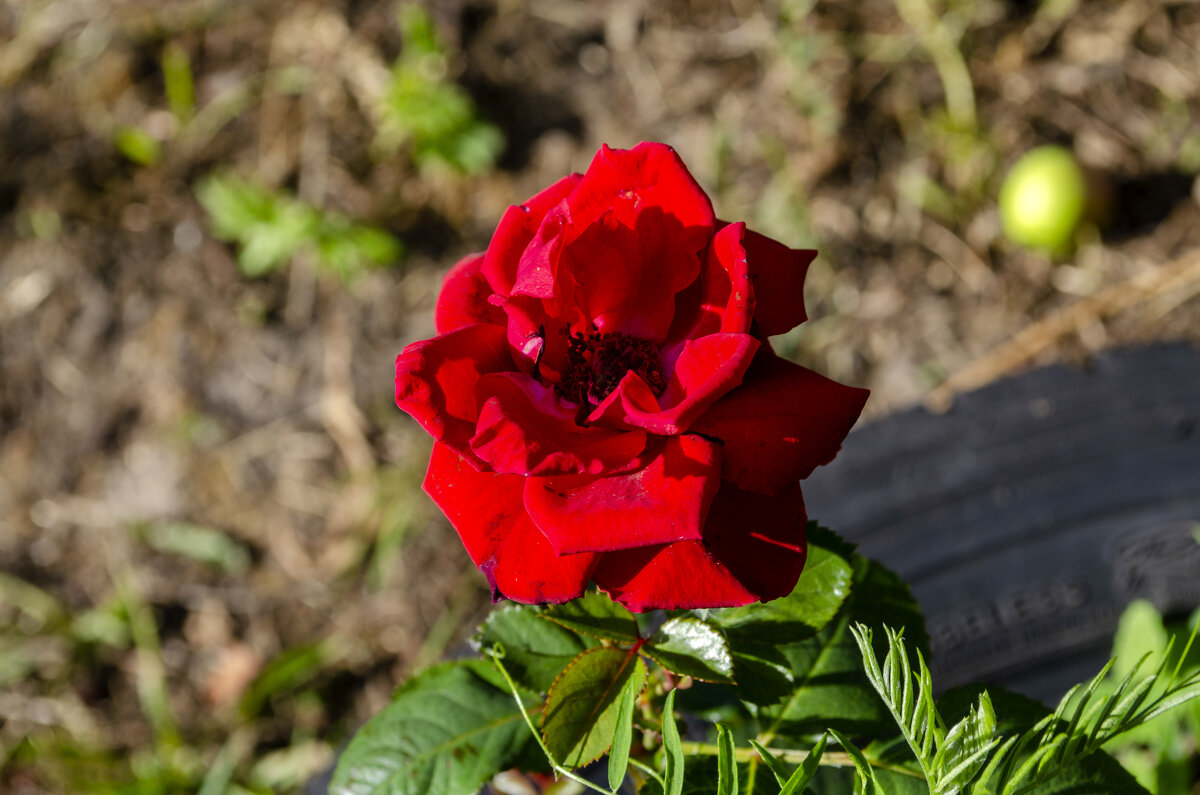 роза - Наталья 