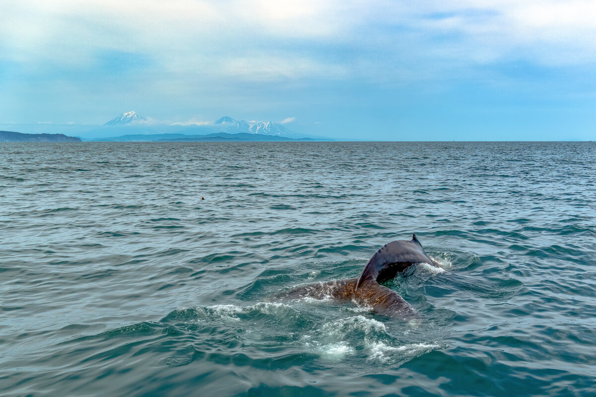 Встреча с горбатым китом, у побережья Камчатки - Алексей 